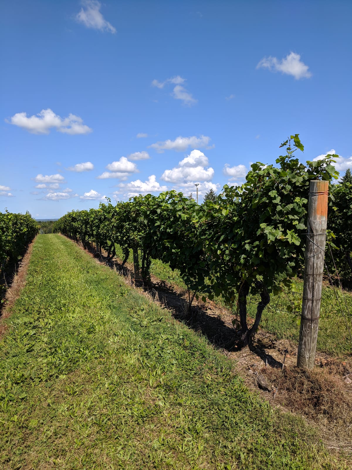 Grassy lane between long rows of leafy grapevines on wooden posts under a blue sky with small white clouds