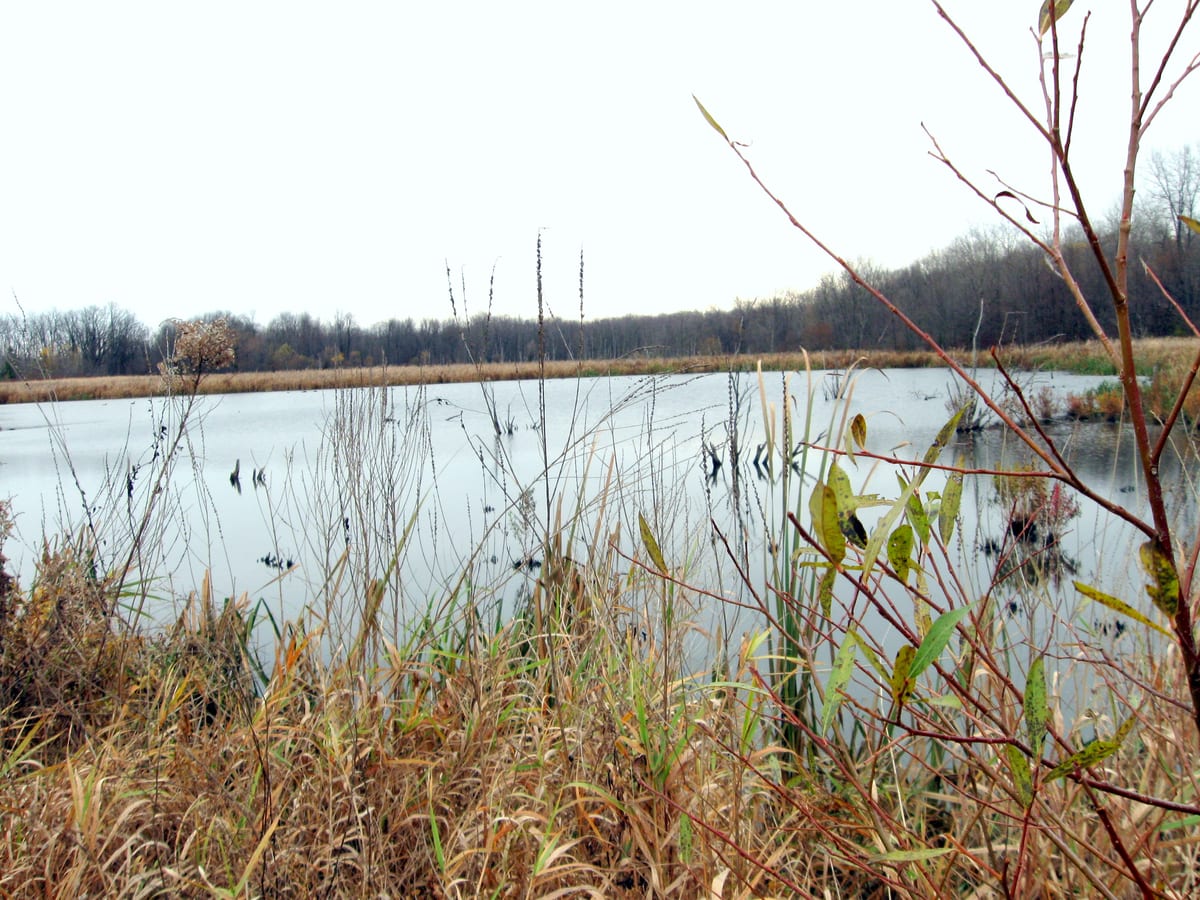 Still pond ringed with tall dry grasses and cattails under a pale November sky, a line of leafless woods along the far shore