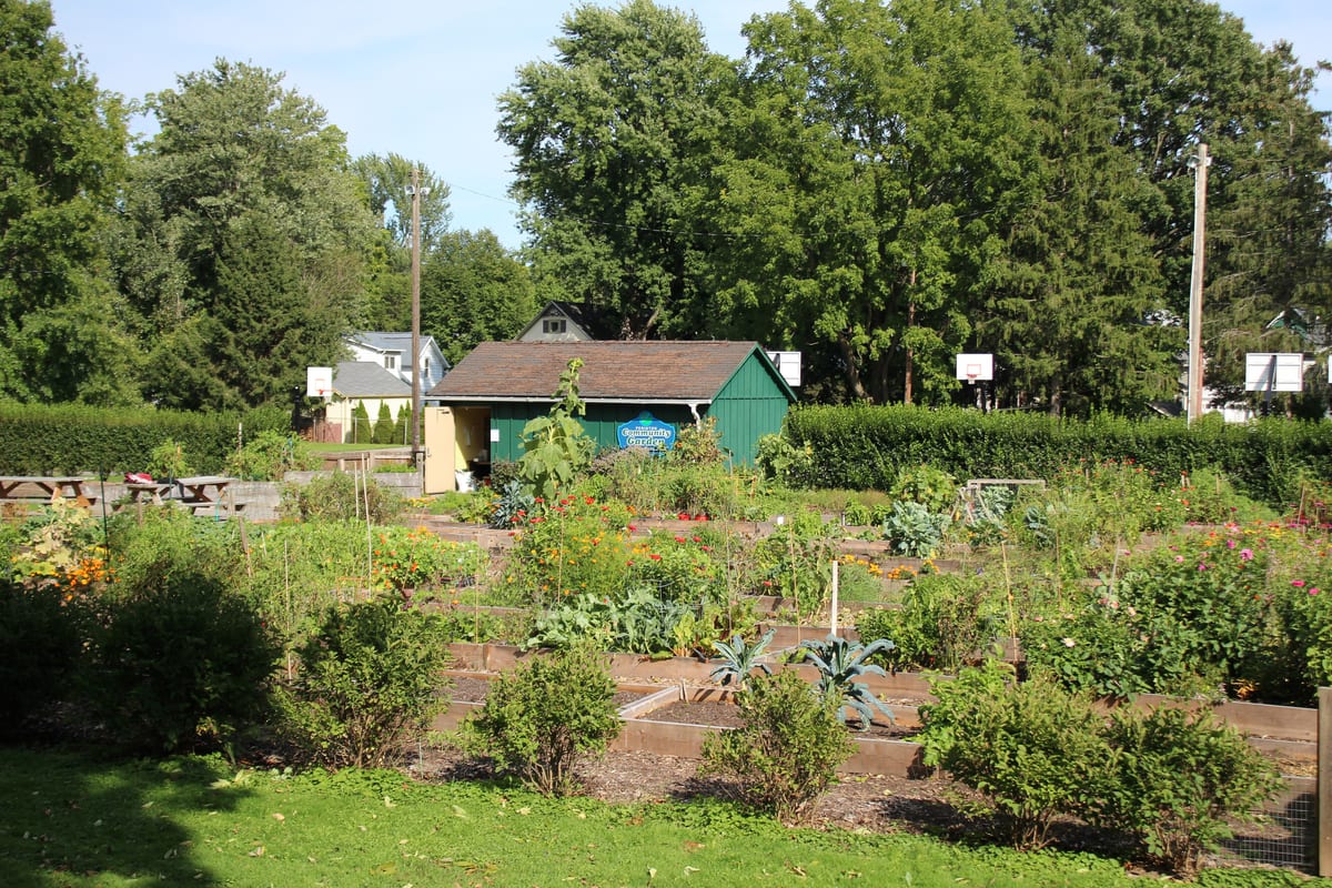 Raised vegetable and flower beds in a community garden in late summer, with a green shed, picnic tables and basketball hoops behind a hedge