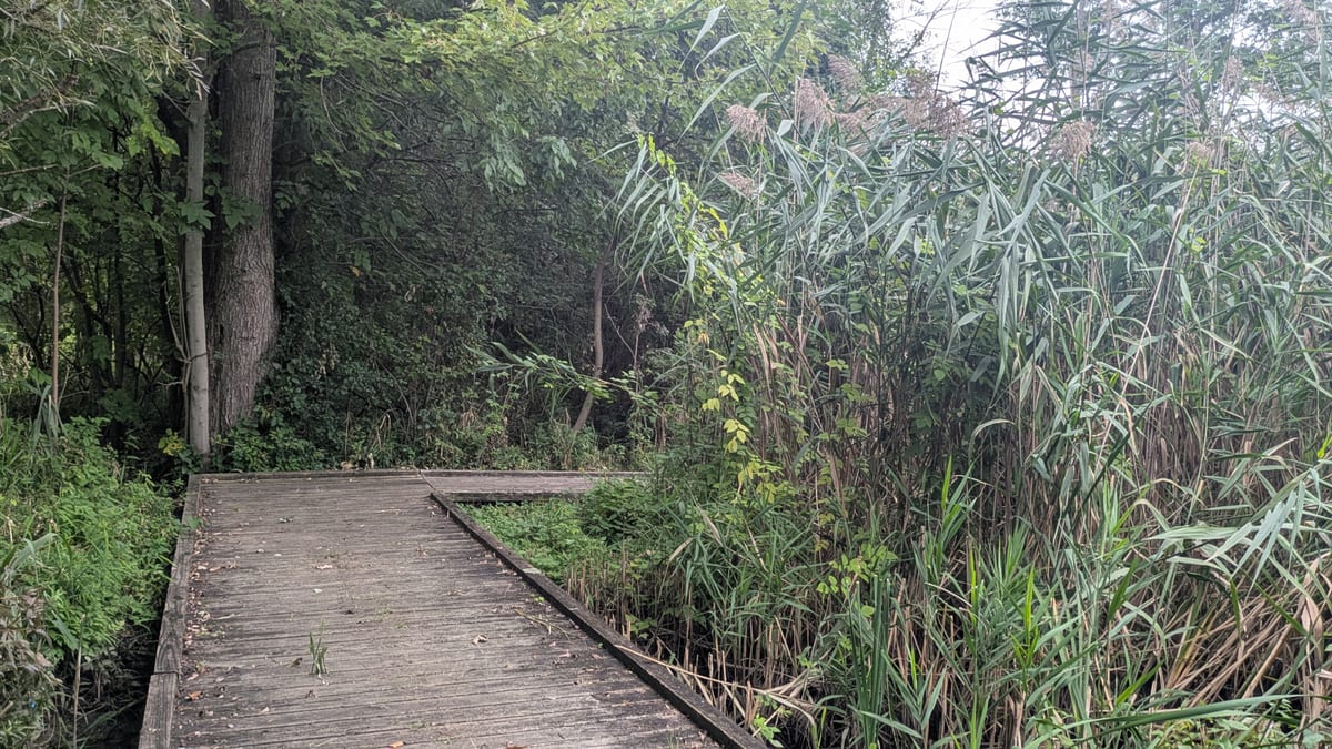 Weathered wooden boardwalk turning through a wetland of tall reeds and dense green trees on a nature trail